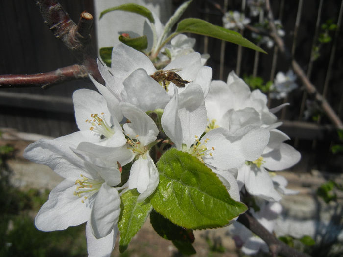 Apple Blossom_Flori mar (2013, April 22)