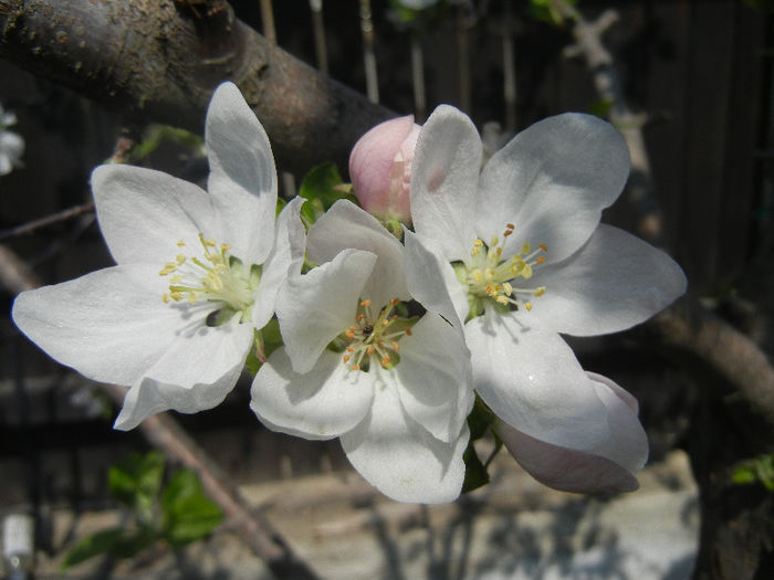 Apple Blossom_Flori mar (2013, April 22)