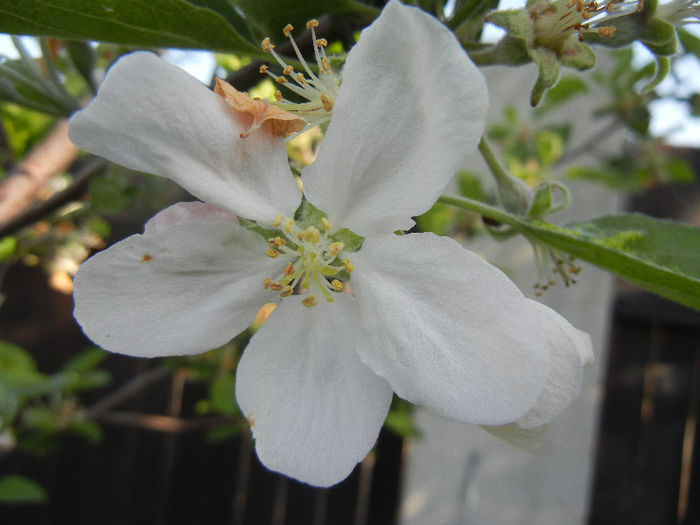 Apple Blossom_Flori mar (2013, April 27)