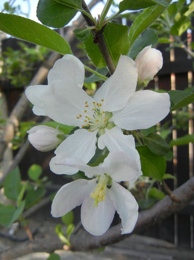 Apple Blossom_Flori mar (2013, April 27)