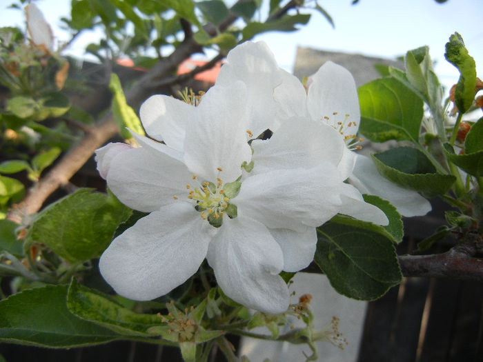 Apple Blossom_Flori mar (2013, April 27)