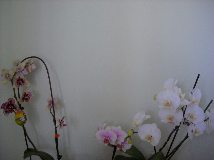 27 Aprilie - Orhideea - Phalaenopsis-Cambria