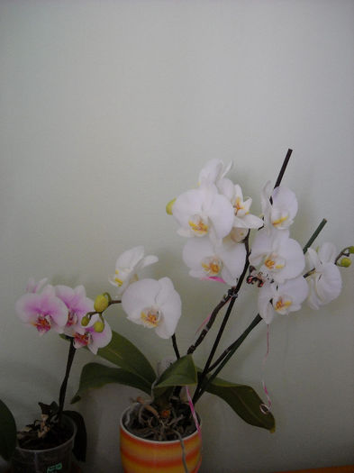 009 - Orhideea - Phalaenopsis-Cambria