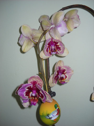015 - Orhideea - Phalaenopsis-Cambria