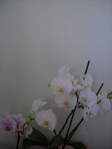 28.04.013 - Orhideea - Phalaenopsis-Cambria