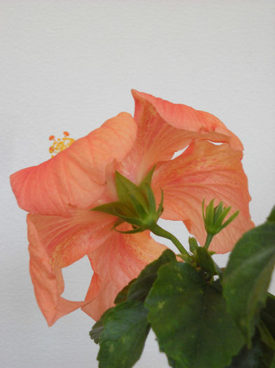 Cairo Apricot - HIBISCUS- 2013