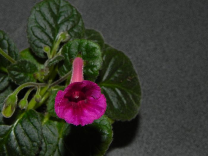 Sinningia Ozark Rosy Cheeks - Sinningia