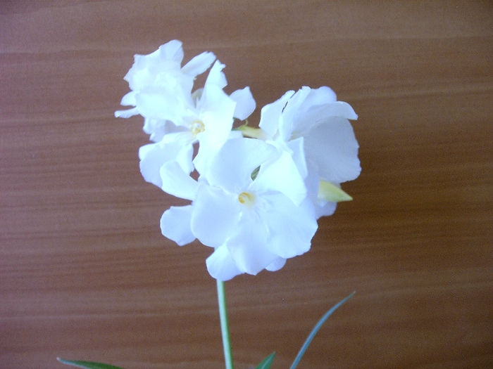 IMAG0017 - Diverse flori