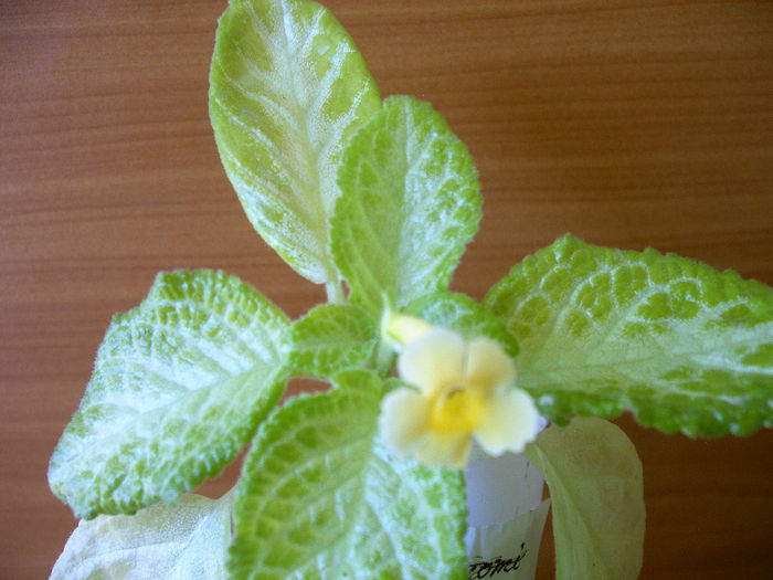IMAG0039