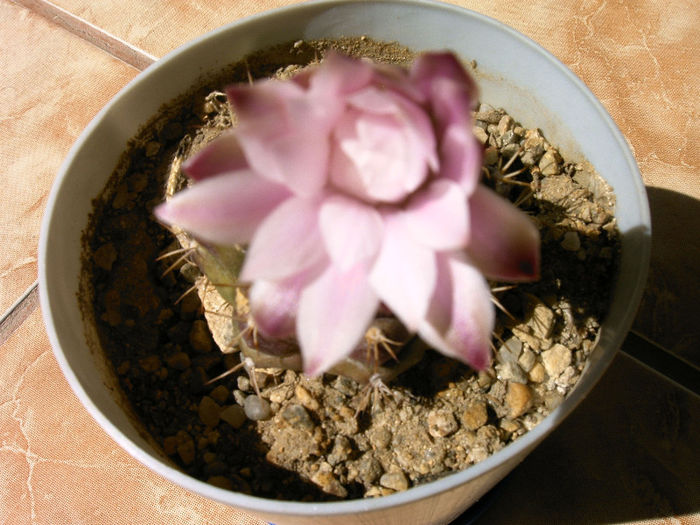 IMAG0028 - Flori cactusi I