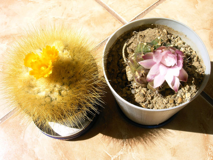 IMAG0030 - Flori cactusi I