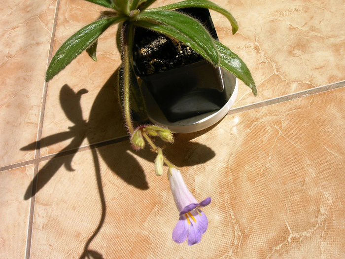 Chirita - Alte Gesneriaceae