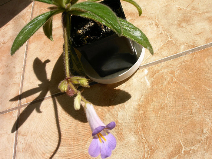 IMAG0041 - Alte Gesneriaceae