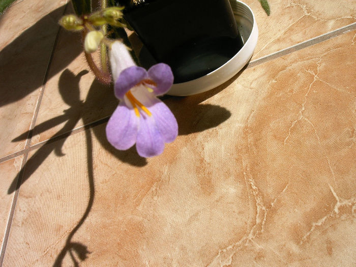 IMAG0042 - Alte Gesneriaceae