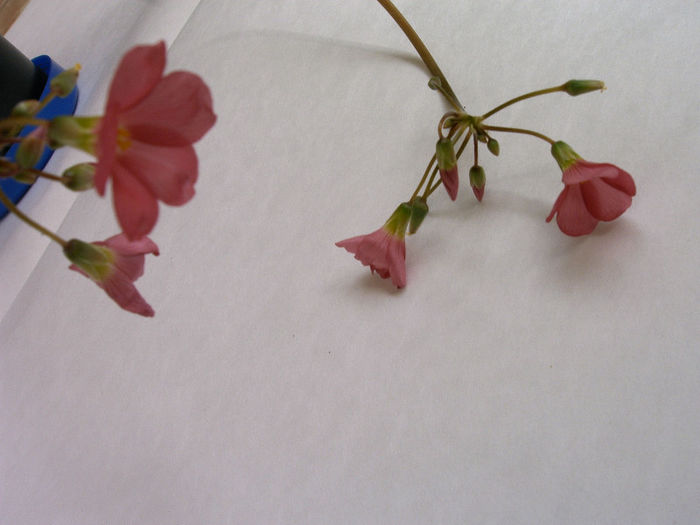 Oxalis - Diverse flori