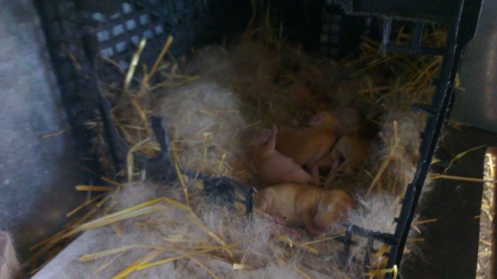 cuib Fem_2 din 16.04.2013