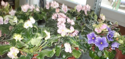 DSC01097 - violete 2013