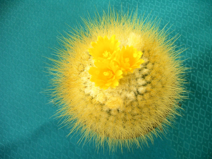 IMAG0026 - Flori cactusi I