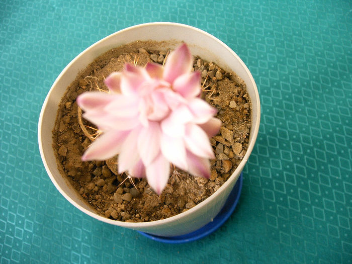 IMAG0029 - Flori cactusi I
