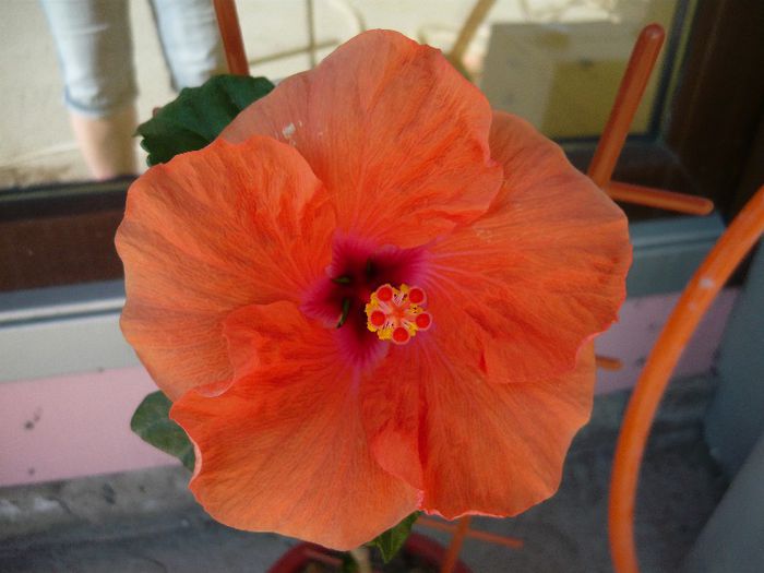 Picture 1805 - x 2013 Hibiscus rosa sinesis