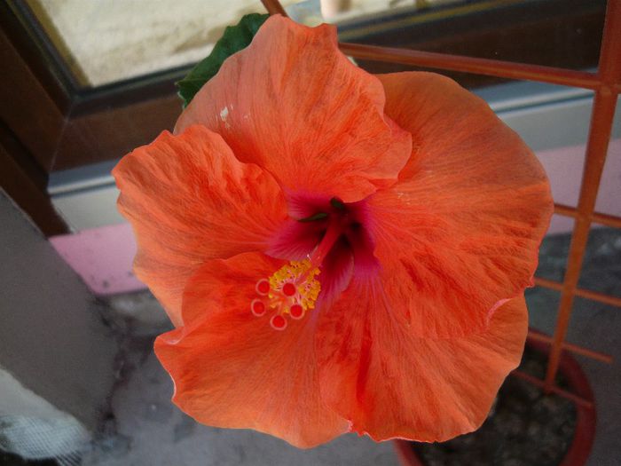 Picture 1806 - x 2013 Hibiscus rosa sinesis