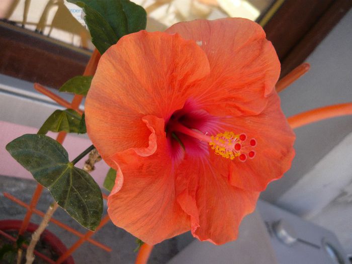 Picture 1807 - x 2013 Hibiscus rosa sinesis