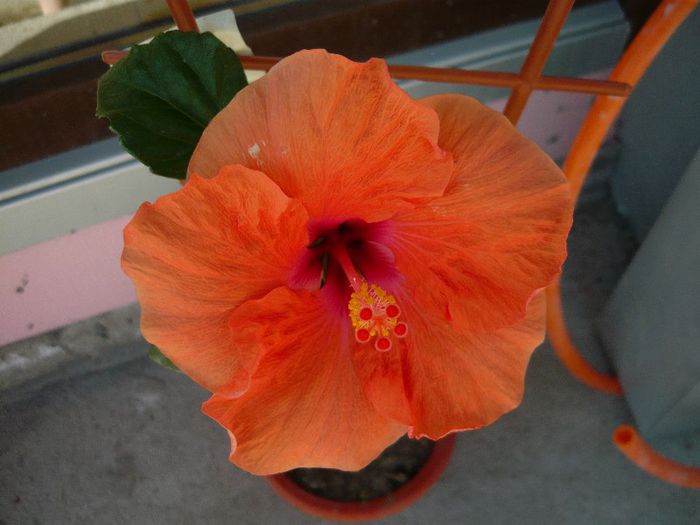 Picture 1808 - x 2013 Hibiscus rosa sinesis
