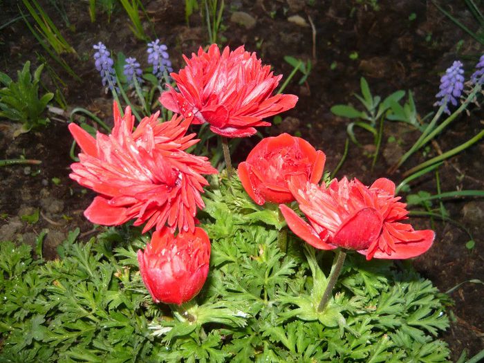 anemone la somn de frumusete - curtea primavara