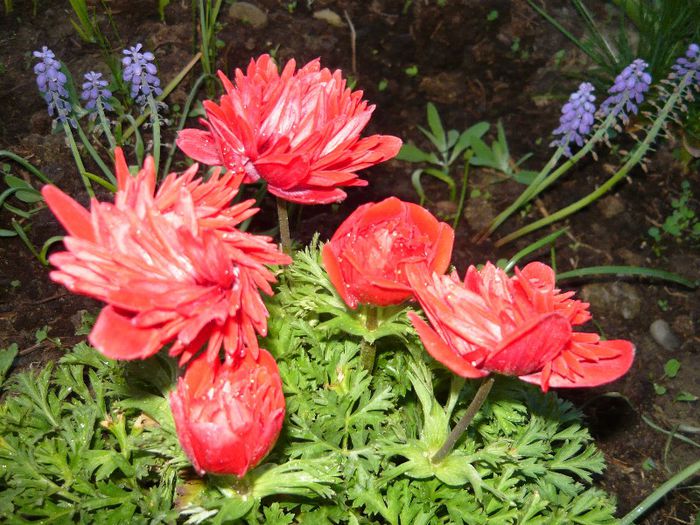 Picture 1836 - curtea primavara