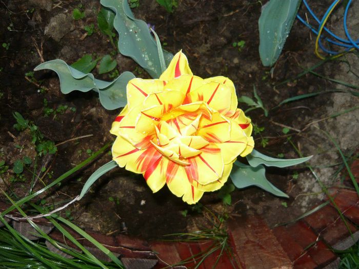 Picture 1837 - curtea primavara