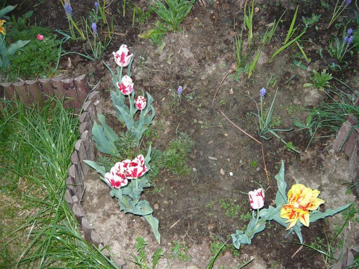 Picture 1839 - curtea primavara