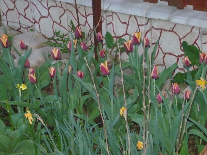 Picture 1841 - curtea primavara