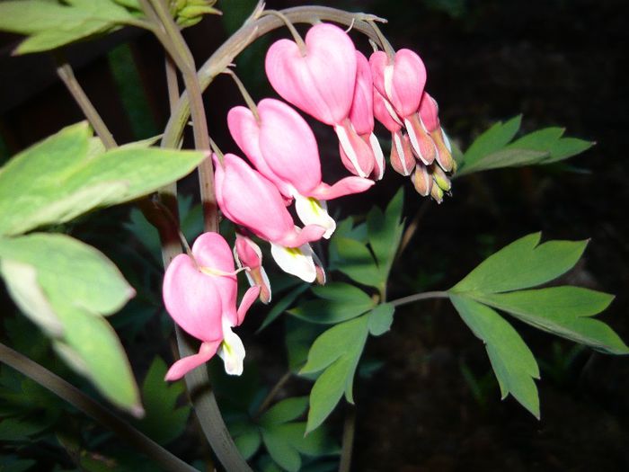 Picture 1845 - curtea primavara