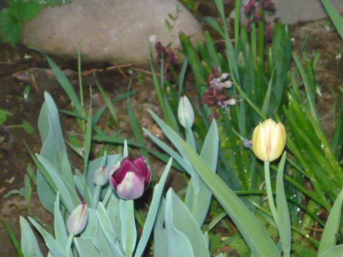 Picture 1849 - curtea primavara