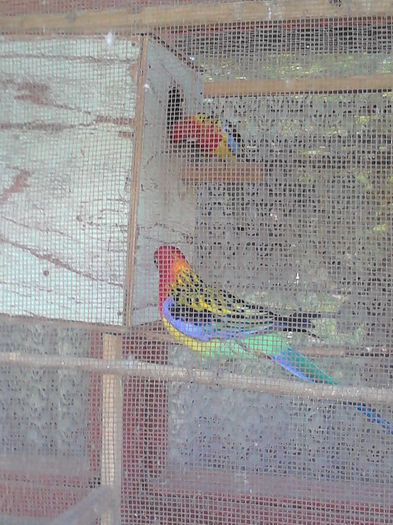 Rosella 2013 - 8-Rosella Standard