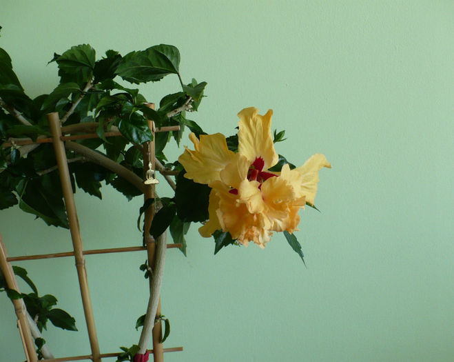 P1430288