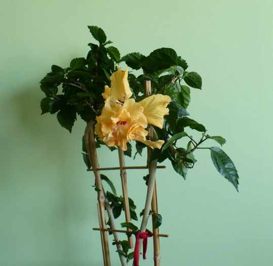 P1430293 - hibiscusi 2013