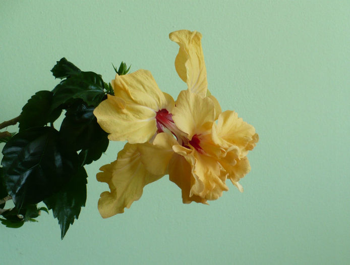 P1430296 - hibiscusi 2013