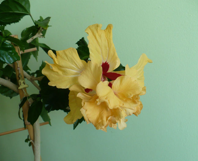 P1430299 - hibiscusi 2013