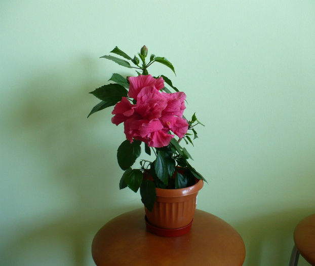 P1430260 - hibiscusi 2013