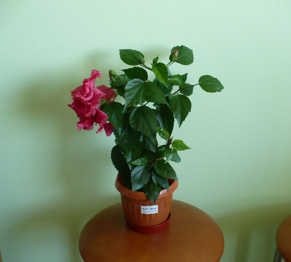 P1430261 - hibiscusi 2013