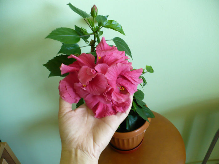 P1430262 - hibiscusi 2013