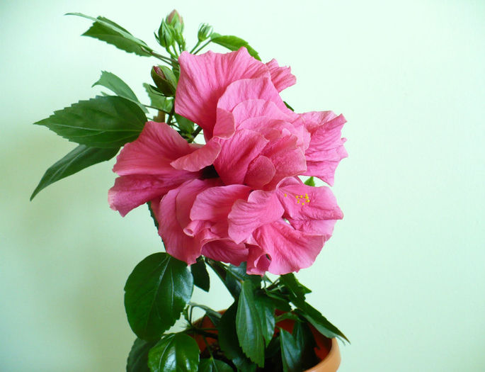 P1430265 - hibiscusi 2013