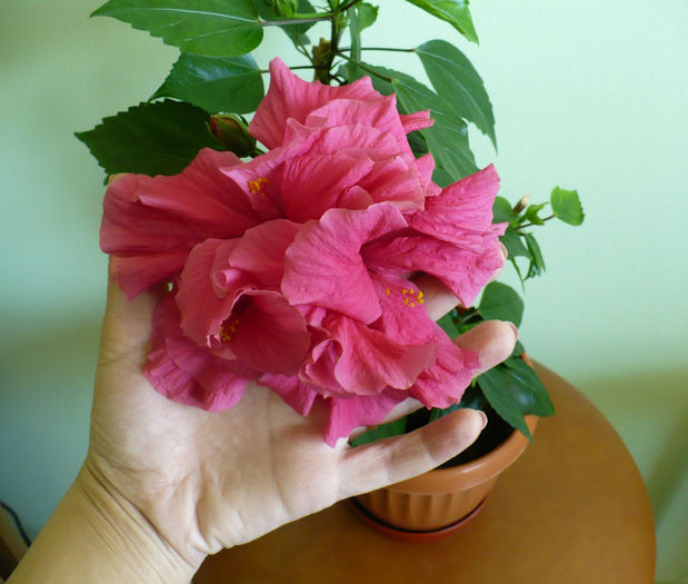 P1430269 - hibiscusi 2013