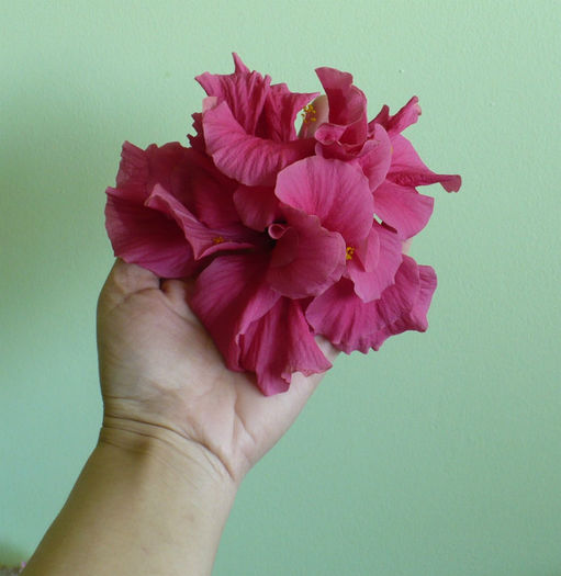 P1430275 - hibiscusi 2013