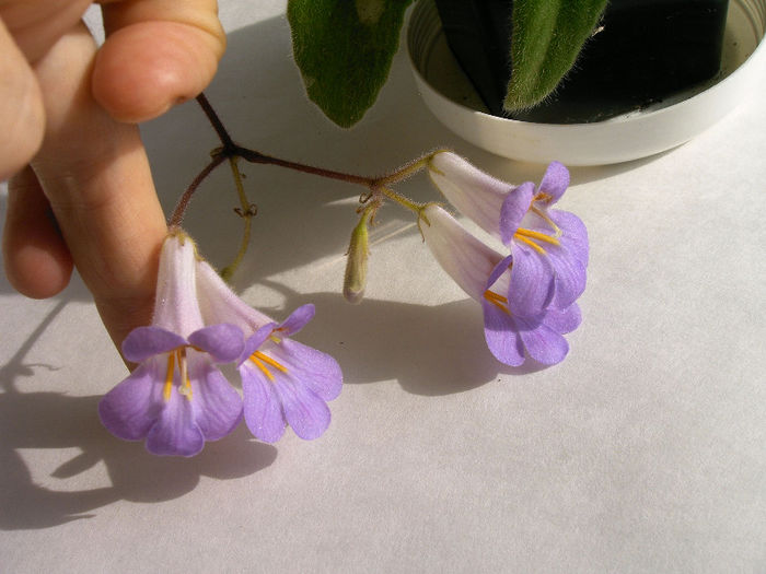 IMAG0009 - Alte Gesneriaceae