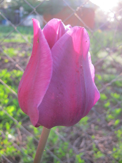 Lalea - gradina 2013