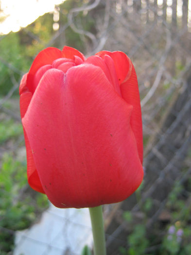 Lalea - gradina 2013