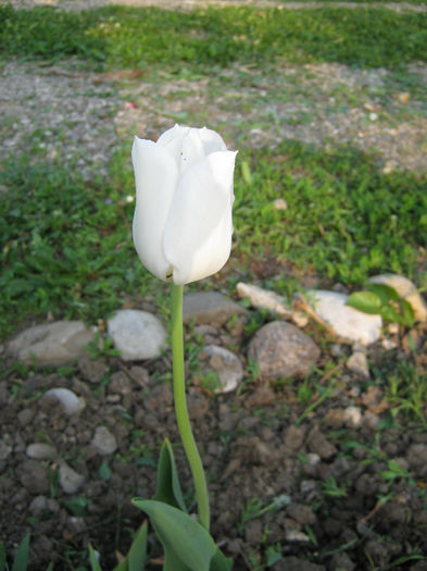 Lalea - gradina 2013