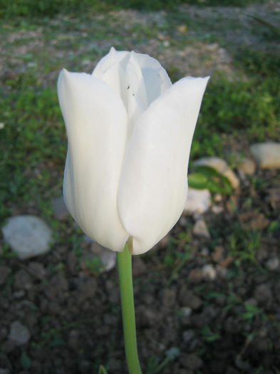Lalea - gradina 2013